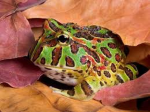 Frog group’