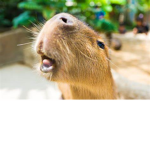 capybara_cult