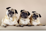 The Asome Cool Pug Group