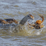 DUCKS & CRABS