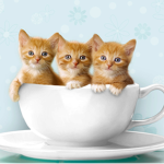 i like cats moew