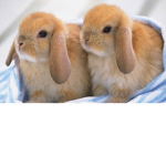 Bunny baby squad