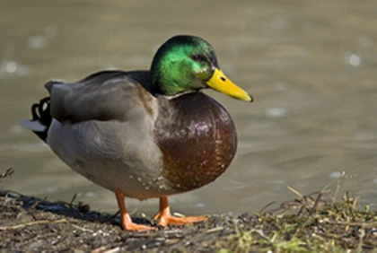 Ugc Ducks Roblox group icon