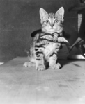 Stared cat
