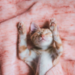 The loyal cat army (TLCA)