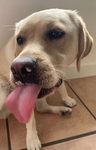 Labrador love forever