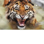 Tiger Stripes Nation