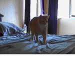 Nacho Gato
