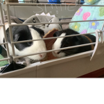 Doge friends and family