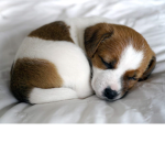 People That Love Puppies