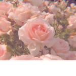 Mi grupo Bn aesthetic