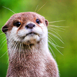Otter_lovers