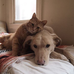 Dogs And Cats For Eva