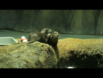 Join this group if you like otters