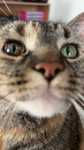 fluffy's fangroup