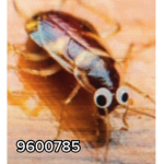 The Beautiful Roach