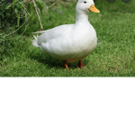 The fans of ducks