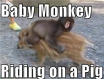 Baby Monkey Riding On A Pig