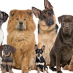 #Official Puppy Squad