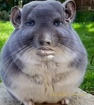 THE BIG AAAAAAA