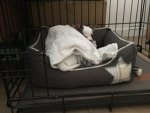 Sleepy chihuahua