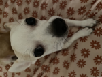 MILLIEMONKEY