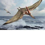 Pterodactyl Posse