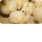 Bull run chicks