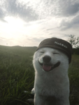 char the doggy