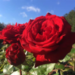 ~Rose Garden Restaurant~