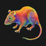 Chill Rainbow Rats