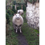 Magicies sheepies