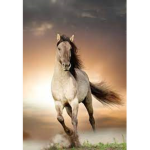 horse riding fans