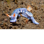 Sea slugs and ax o lot Ls united