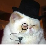 The fancy cats with the hats (we also like rats)