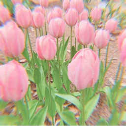 🌷h a n g o u t 🌷