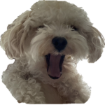 헤헤헿헿