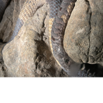 Snakegroup yayaya