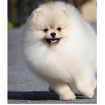 Fluffy dog’s