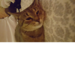 Miss kitty's CLAN