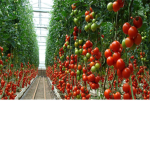 Tomato Garden Studios