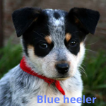 Blue heeler club