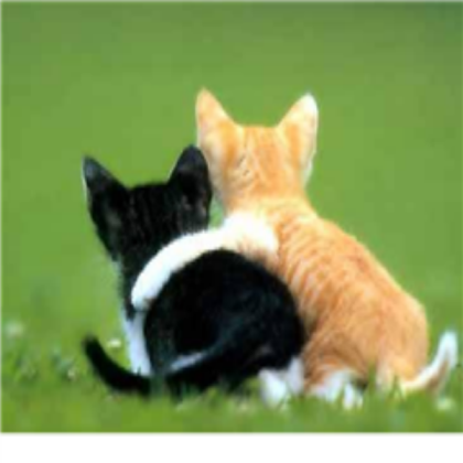 cute kittens Roblox decal