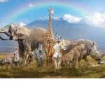 • Animals Habitat •