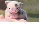 Piggies :3