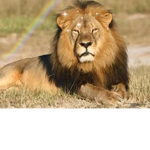 The lion squad! <3