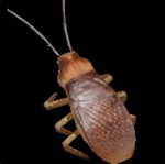 ClipSnip