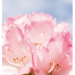 Lovely Roses forever
