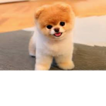 the unreal boo dog group_