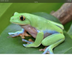 Frogs of Wisdom